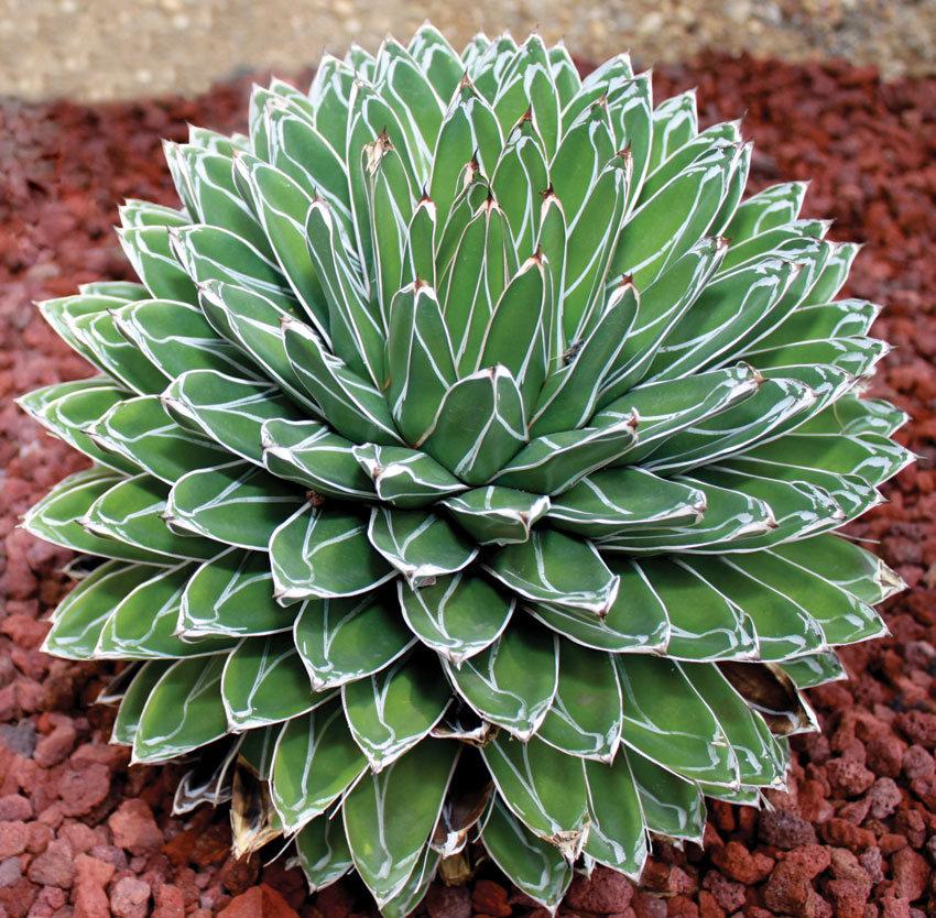 Agave